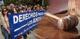 #PUNTOLEGAL Justicia argentina autorizó a una abogada a representar a un animal