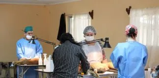 #PUNTOLEGAL Colegio Médico Veterinario presentó querella por ejercicio ilegal de la profesión en Coquimbo