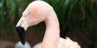 #ESTADOSUNIDOS Flamenco chileno hembra conocida por «bailar» fue sacrificada tras ataque de un hombre en Florida