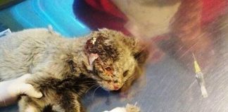 #ANTOFAGASTA Gato fue encontrado sin orejas en las cercanías de Calama