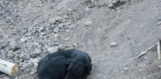 #TARAPACA Perro fue a pedir ayuda al ver que su dueño moría dentro de un estanque en Huara