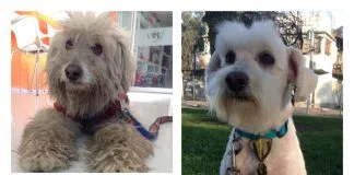 #EPAdifunde La historia de Lucas, el perrito rescatado que hoy necesita nuestro apoyo