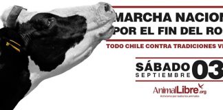 Convocan a tercera marcha nacional en contra del rodeo a realizarse este próximo 3 de Septiembre