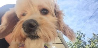 #SANTIAGO La historia de Mili, una perrita atropellada ya recuperada que hoy vive su segunda oportunidad de vida