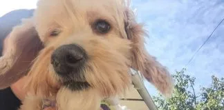 #SANTIAGO La historia de Mili, una perrita atropellada ya recuperada que hoy vive su segunda oportunidad de vida
