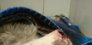 #ANTOFAGASTA Falleció Monchito, el gato encontrado en las cercanías de Calama sin una oreja