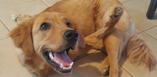 #ESTADOSUNIDOS Pareja californiana realiza cruzada para ayudar a su querida perra discapacitada