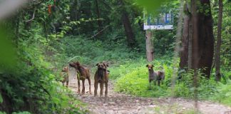 #TENDENCIAS Nuevo estudio concluye que las distintas especies de perros ya existían hace unos 11.000 años