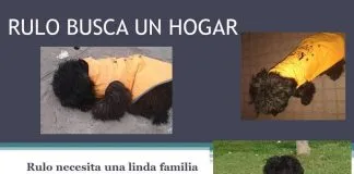 #EPAdifunde La historia de Rulo, un perrito en busca de una familia