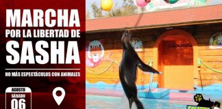 #SANTIAGO Convocan a nueva marcha para exigir la liberación del lobo marino Sasha