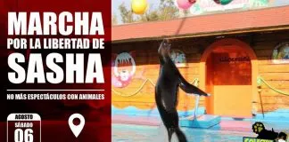 #SANTIAGO Convocan a nueva marcha para exigir la liberación del lobo marino Sasha