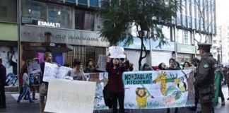 #SANTIAGO Activistas pro animal alzaron la voz por la liberación de Sasha, el lobo marino de Mampato