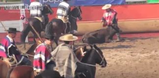 ONG revela el maltrato animal que sufren los animales en el rodeo
