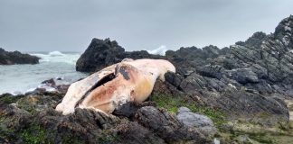 #COQUIMBO Hallan ballena de 14.5 metros muerta en costa de la Región de Coquimbo