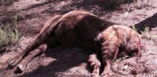 #ESPAÑA Hallan decapitado al macho alfa de los bisontes de la Reserva de Valdeserrillas