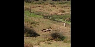 #COQUIMBO Preocupación por animal agonizando en sector eriazo de La Serena