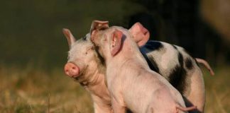 #PuntoLegal Tradiciones que hieren, chancho encebado