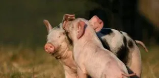 #PuntoLegal Tradiciones que hieren, chancho encebado