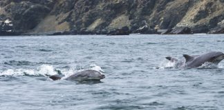 Identifican por primera vez 96 ecosistemas marinos presentes en la costa y mar de Chile