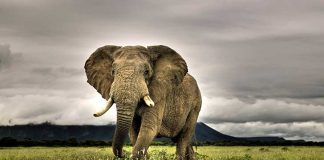 Bancada Animalista Parda pedirá al Gobierno que apoye una mayor protección al Elefante Africano