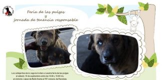 #SANTIAGO Harán feria de las pulgas a favor de los animales de la Vega