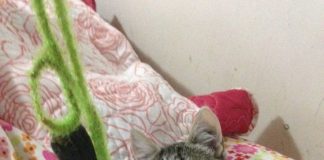 #EPAdifunde Tierna gatita busca una familia y hogar responsable en Santiago