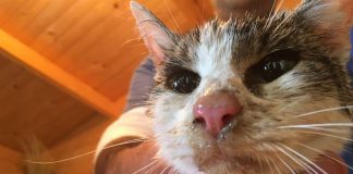 #ITALIA Encuentran en Italia a una gata que sobrevivió 5 días bajo los escombros del terremoto