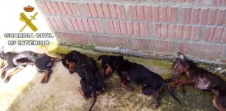 #ESPAÑA Condenados a cárcel los socios de una residencia canina que dejaron morir a perros de hambre y sed