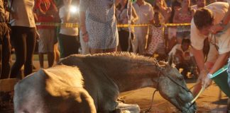 #COLOMBIA Nace primer consultorio jurídico del país especializado en protección animal