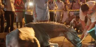 #COLOMBIA Nace primer consultorio jurídico del país especializado en protección animal