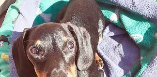 #VALPARAISO Encuentran muerta a perrita que se había extraviado en viaje entre Santiago y Quilpué en bus