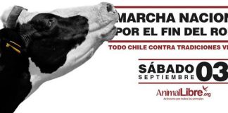 #SANTIAGO: Video: Organizaciones animalistas se manifiestan en todo el país en una nueva marcha contra el rodeo.