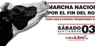 #SANTIAGO: Video: Organizaciones animalistas se manifiestan en todo el país en una nueva marcha contra el rodeo.