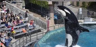 #ESTADOSUNIDOS California prohíbe la cría de orcas y su participación en shows en cautividad