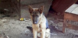 #LAARAUCANIA Carabineros recuperó en Temuco un perro Pastor Alemán que había sido robado