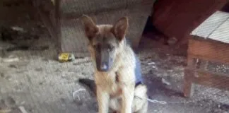 #LAARAUCANIA Carabineros recuperó en Temuco un perro Pastor Alemán que había sido robado