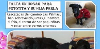 #EPAdifunde Pototita y Perla, madre e hija perruna en busca de un hogar definitivo