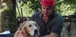 #ITALIA Rescatan vivo un perro en Italia, nueve días después del terremoto