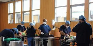 #LOSLAGOS Mil mascotas esterilizadas es la meta en Llanquihue para lo que queda de 2016