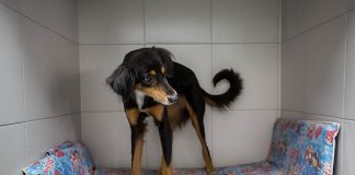 #VENEZUELA Los animales también sufren por la crisis económica que afecta al país