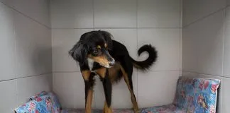 #VENEZUELA Los animales también sufren por la crisis económica que afecta al país