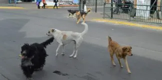 #SANTIAGO Piden aplicar sumario contra inspector de P. Alto que infraccionó a adulto mayor, por ser supuestamente un refugio de canes