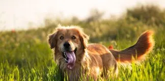 #ESTADOSUNIDOS Un perro comenzó a recibir seguro de cesantía y nadie sabe la razón
