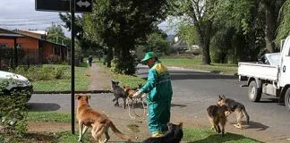 #LAARAUCANIA Harán velatón por el envenenamiento masivo que afectó a los perros en #Temuco