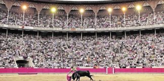 #MEXICO ¿Qué siente un toro antes de ser asesinado en un espectáculo taurino?, estudio da una respuesta