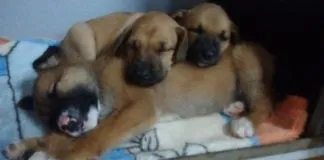 #EPAdifunde: Organización Perritos de Rinconada realizará una nueva jornada de adopción