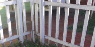 #EPAdifunde: Conoce la historia de Haya, una tierna perrita en busca de un nuevo hogar