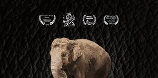 «Los elefantes no pueden saltar»: el documental sobre la realidad de los elefantes en Asia será estrenado en Chile