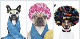 #SANTIAGO: Conoce el Doggy Day Spa, actividad que busca dar una segunda oportunidad a los pequeños de un refugio en Curacaví