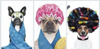 #SANTIAGO: Conoce el Doggy Day Spa, actividad que busca dar una segunda oportunidad a los pequeños de un refugio en Curacaví